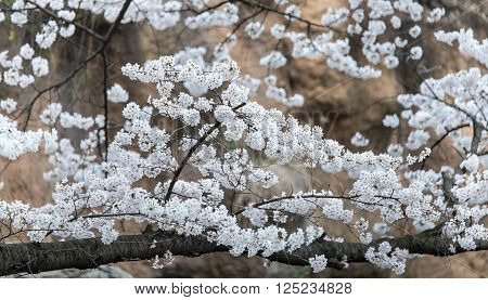 Cherry blossoms in March. spring korea Landscape Pictures