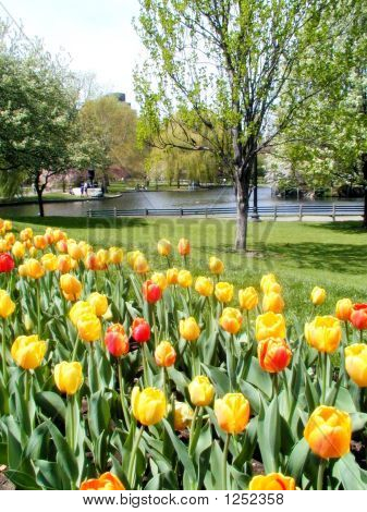Tulipaner i Boston Garden