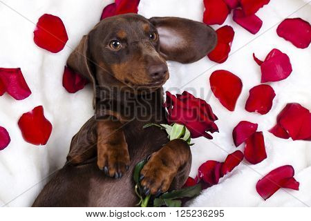 dog dachshund and red roz
