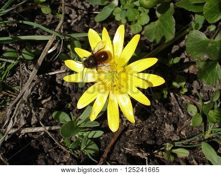 Yellow flower of Ficaria verna with bee