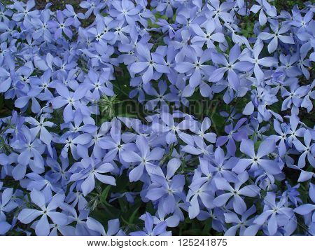 Vinca flowers, small blue early spring flowers