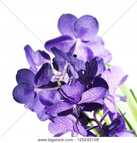 Floral background. Beautiful purple orchid Vanda. Background