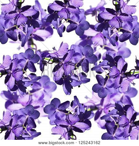 Floral background. Beautiful purple orchid Vanda. Background