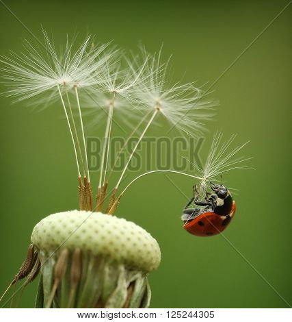 Ladybugs is a family of small beetles including oval, convex body. there are more than 5.2 thousand species worldwide.
** Note: Visible grain at 100%, best at smaller sizes