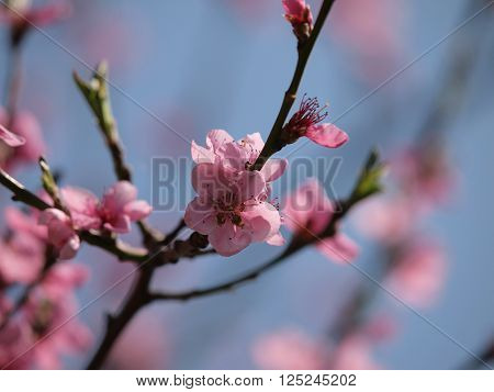 Spring time, blossom of a peach tree