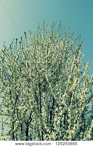 Flowering plum tree in spring in a meadow.
** Note: Shallow depth of field