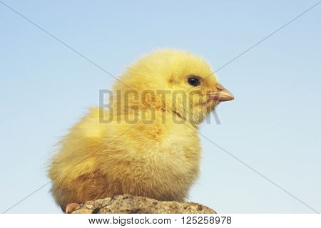yellow chicken on a background of the sky