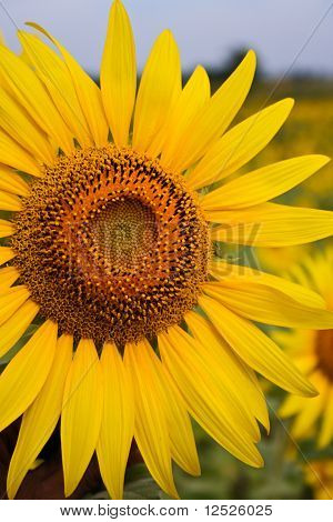 tournesol
