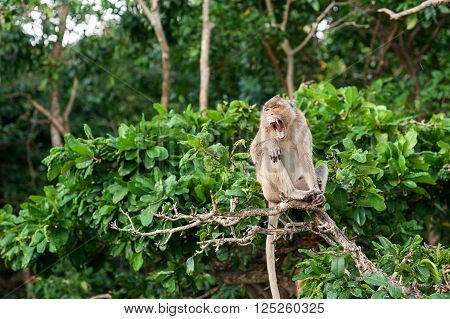 Monkey waiting for and looking for chance to stolen food in an island of andaman sea thailand. Lipe island.