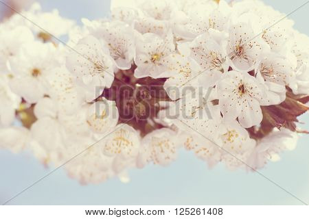 blossoming cherry on a beautiful background of pink tint