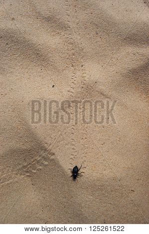 Small black beetle on yellow river squeak left the traces behind.