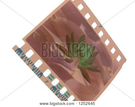 Negative Of Flower