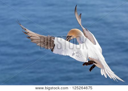 Flying Northern Gannet, Helgoland Germany