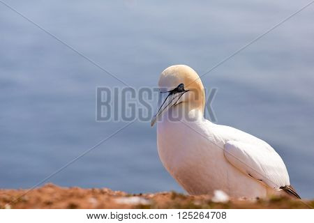 Northern Gannet Sitting On The Rock