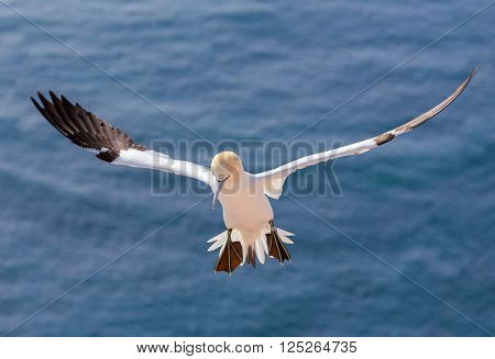 Flying Northern Gannet, Helgoland Germany