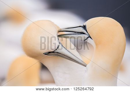 Northern Gannet, Birds In Love