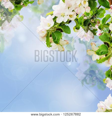 Fresh spring branches of apple tree with flowers, natural floral seasonal easter background. Suitable for greeting cards and invintation.