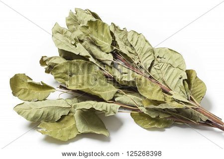 Several dried twigs with leaves of smoke tree Cotinus Coggygria on white background.