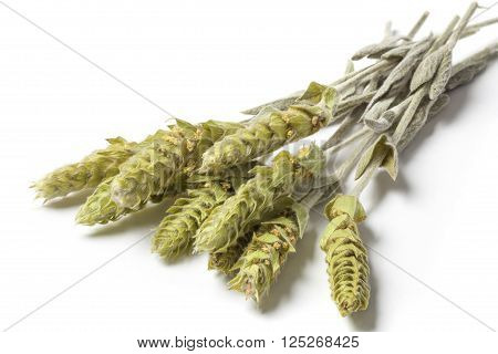 Several herbs stems of a mountain tea Sideritis Scardica isolated on white background. The herb is called The Green Hero of the Planet.