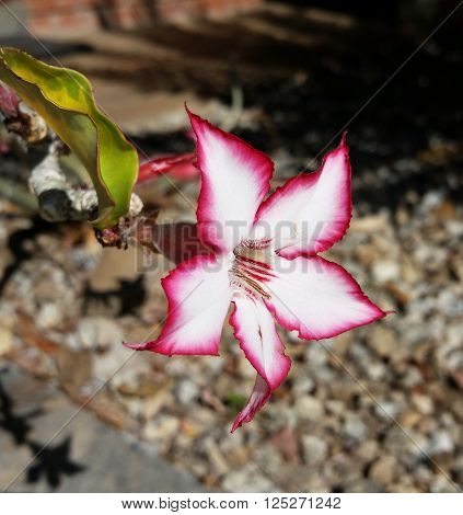 Adenium multiform or the Impala Lily is small, succulent tree native to central and eastern Southern Africa. It is common in the Kruger National Park and stands out for its beautiful colouring. Here is a single seen flower in close up.