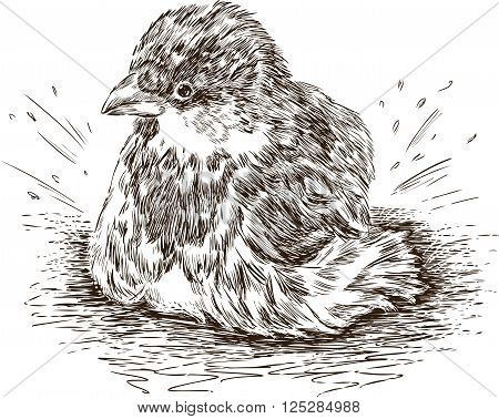 Vector drawing of a city sparrow in a spring puddle.