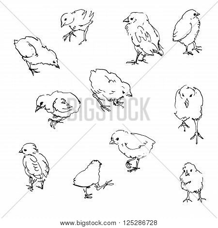 sketch of chiks, ink drawing birds, hand drawn vector illustration, line sketch