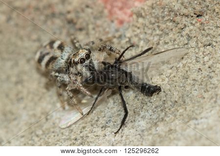 Zebra spider (Salticus scenicus) sucking the life out of its Housefly prey.