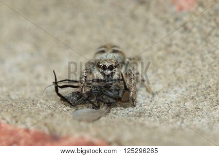 Zebra spider (Salticus scenicus) sucking the life out of its Housefly prey.