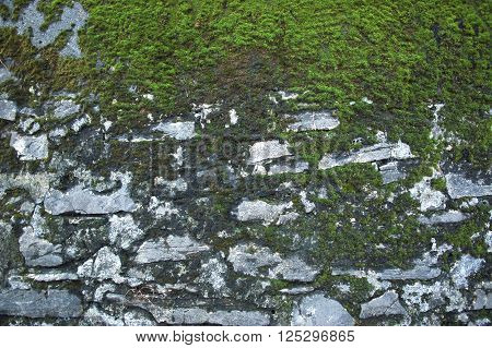Ancient stone wall covered with moss texture