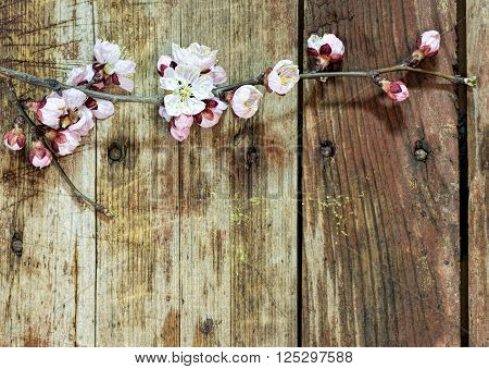 Spring background: apricot branch with flowers and buds blooming on a rough wooden background. Floral background: close-up image with selective focus and copy-space.