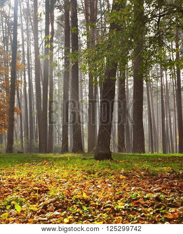 trunks of pine trees in the forest with mist and grass