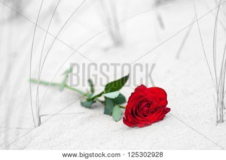 Red rose lying on sand on the beach.. Concept of romantic love, romance, but may also symbolize a loss, melancholy, memory of the past etc.  Color against black and white