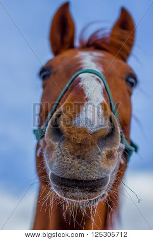 Horse smile on the portret background sky