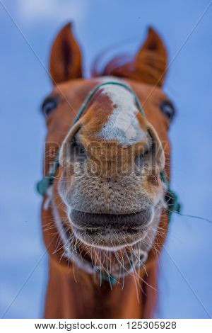 Horse smile on the portret background sky