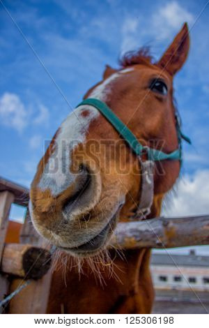 Horse smile on the portret background sky