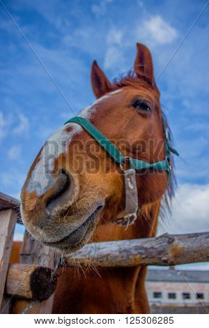Horse smile on the portret background sky
