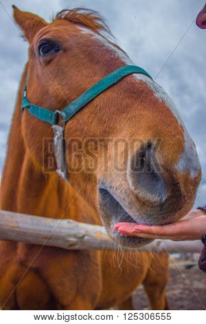 Horse smile on the portret background sky