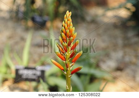 Aloe Humilis flowers blooming inside of the desert greenhouse within Chenshan Botanical Garden shanghai China.