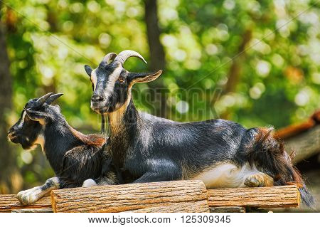 Two Goats on the Stack of Wood