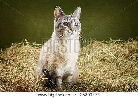 Image of Outbred Cat in the Hay