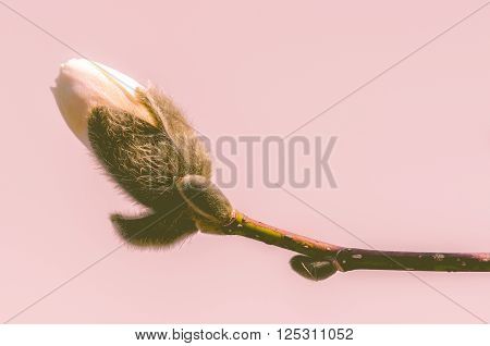 Close up shot of a magnolia bud with pink split toning effect