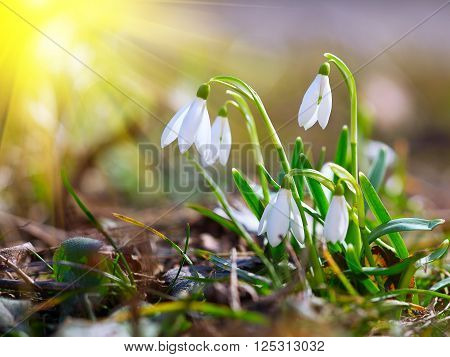 Spring snowdrop flowers blooming in sunny day. Shallow depth of field