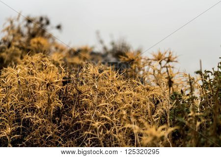 Thorny flower. Wild mountain flora of Crete