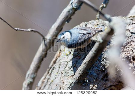 The white-breasted nuthatch is a small songbird of the nuthatch family which breeds in old-growth woodland across much of temperate North America. It is a stocky bird, with a large head, short tail.