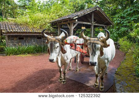 Costa Rican Ox towing a traditional coffee cart