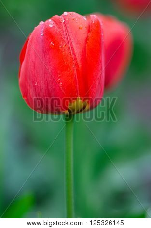 Beautiful red Tulips Flowers with Waterdrops in the garden. Holiday border on natural green background