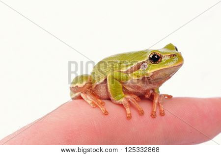 Closeup Green Tree Frogon The Finger Over White Background