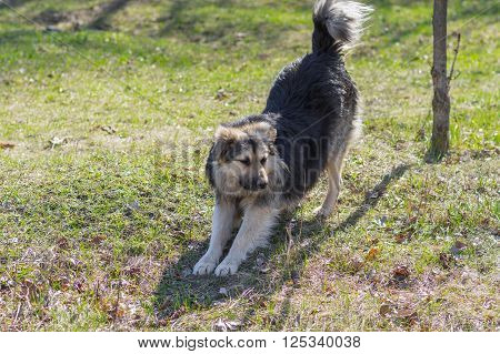 Positive stray dog stretching itself after long winter inactivity