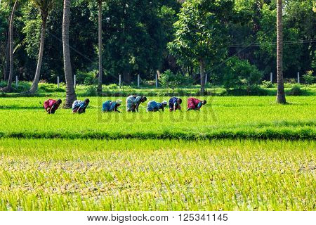 TAMIL NADU, INDIA - SEPTEMBER 12, 2009: Unidentified women woking in grice rice field. Agriculture is the 3rd econimical activity in the state comprising 21 per cent