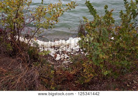 Form accumulates on the shore of Lake Renwick in the Lake Renwick Heron Rookery Nature Preserve, in Plainfield, Illinois,